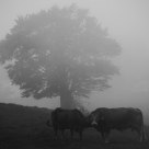 Fog